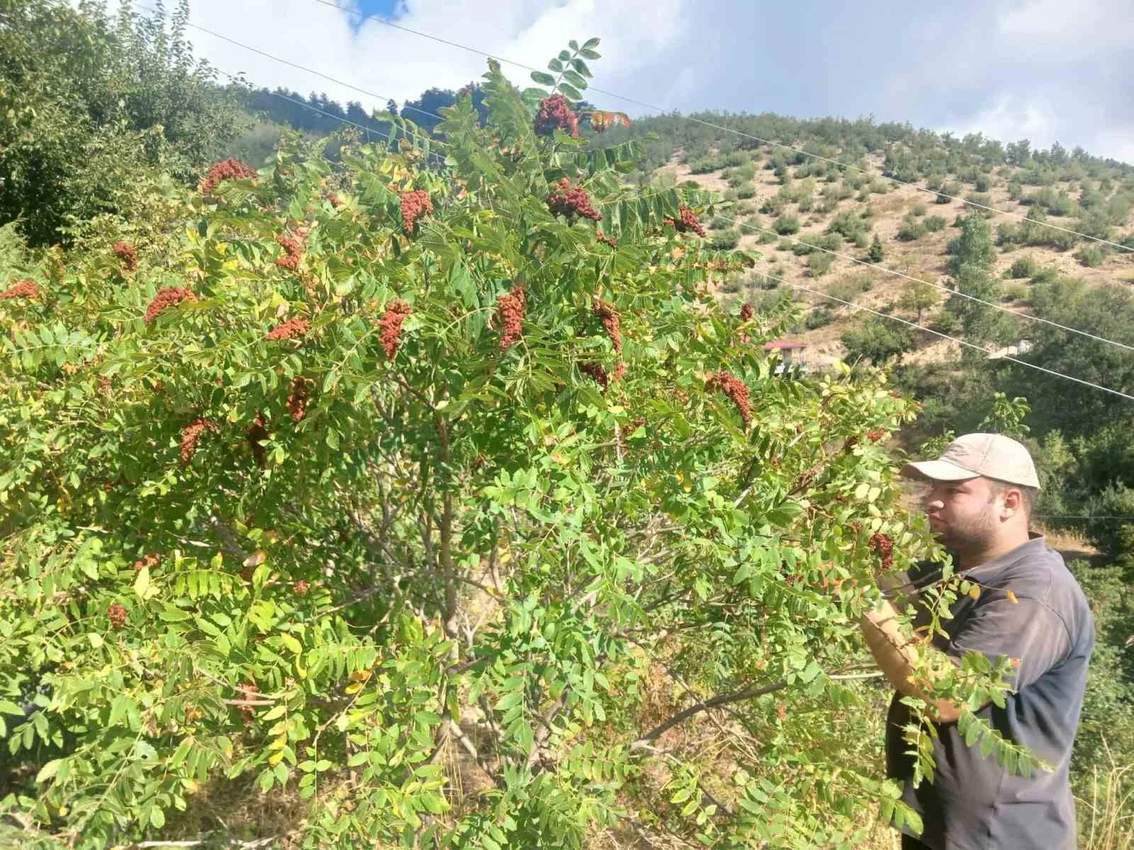 Kahramanmaraş’ta sumak hasadı