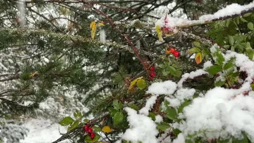 Bolu’nun yüksek kesimlerinde lapa lapa kar: Yaylalar ve Kartalkaya beyaza büründü