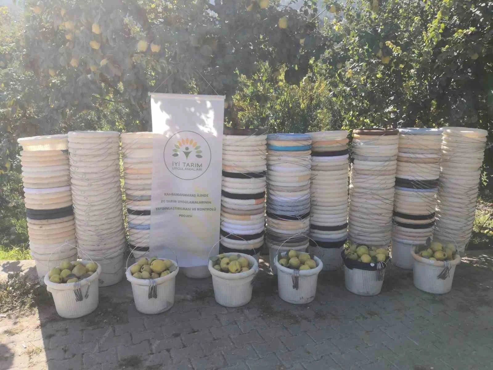 Kahramanmaraş’ta ayva üreticilerine hasat desteği