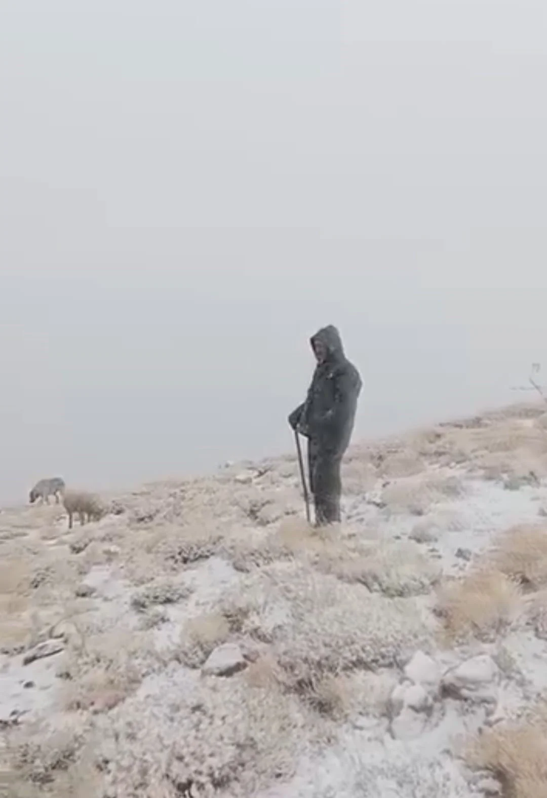 Tunceli’de yüksek kesimlere kar yağdı: Koyunlar karlar altında otladı