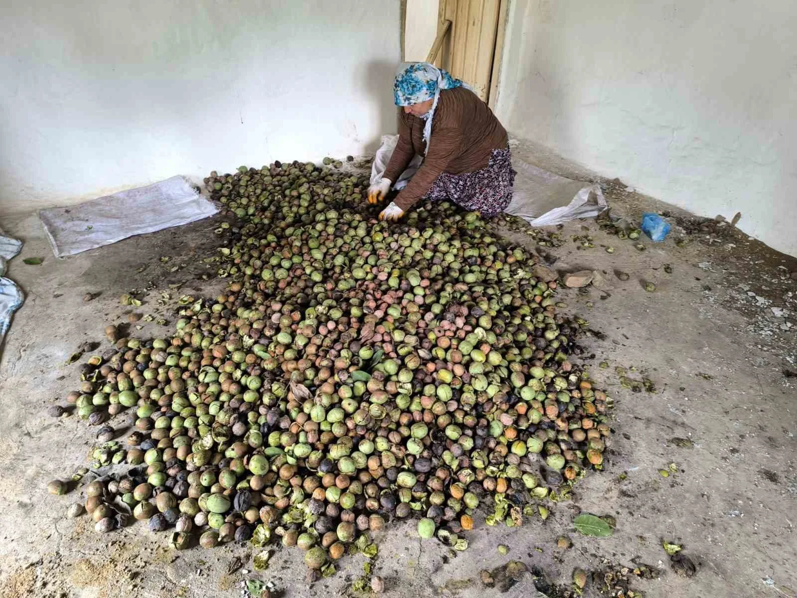 Sason’da sonbaharla birlikte ceviz mesaisi başladı