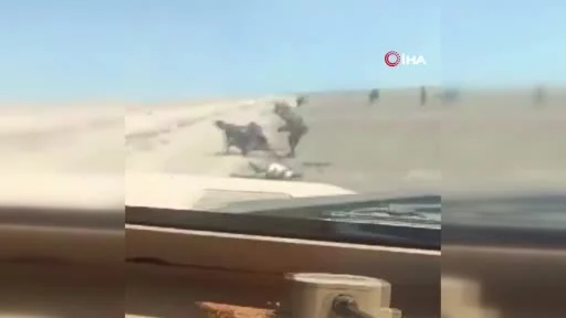 Yemen hükümet güçleri teslim olan Husi güçlerini zırhlı araçla ezdi
