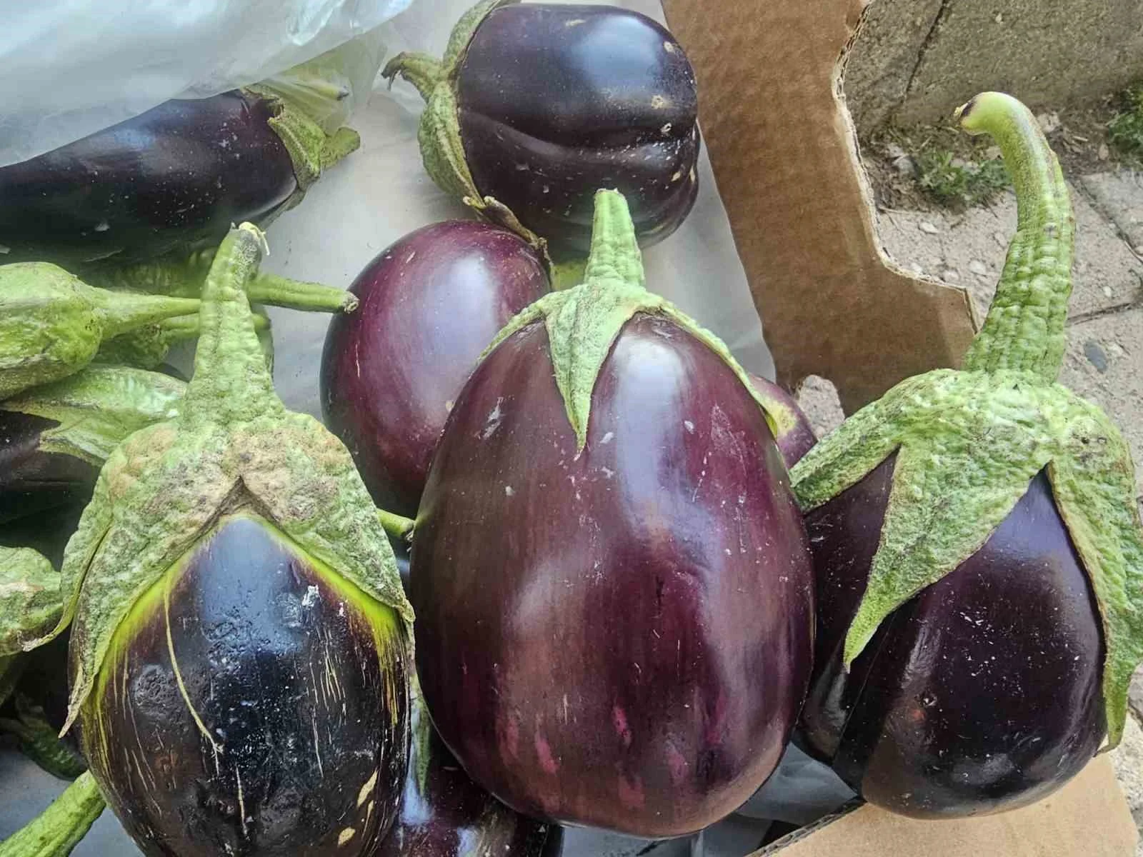 Elazığ’da tombul patlıcanlar dikkat çekiyor