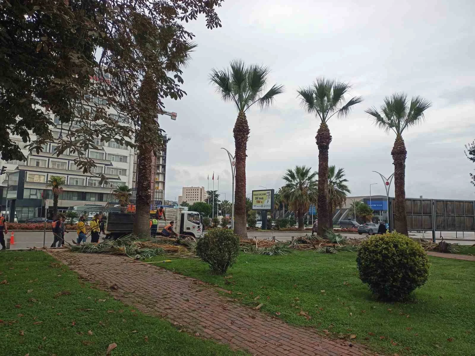 Meydan çevresindeki palmiye ağaçlarına sonbahar-kış bakımı