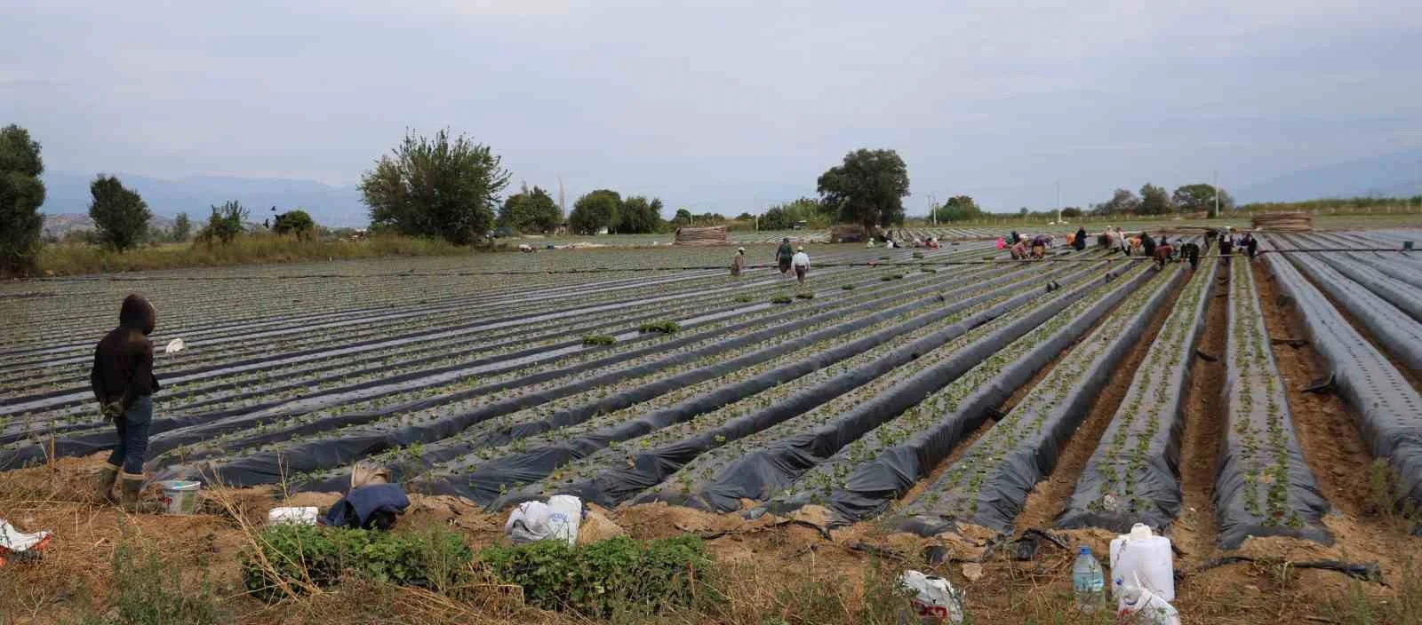 Aydın’da çilek üreticisi yeni sezon dikimlerine başladı