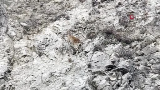 Tunceli’de nesli tükenme tehlikesi altında olan dağ keçisi görüntülendi