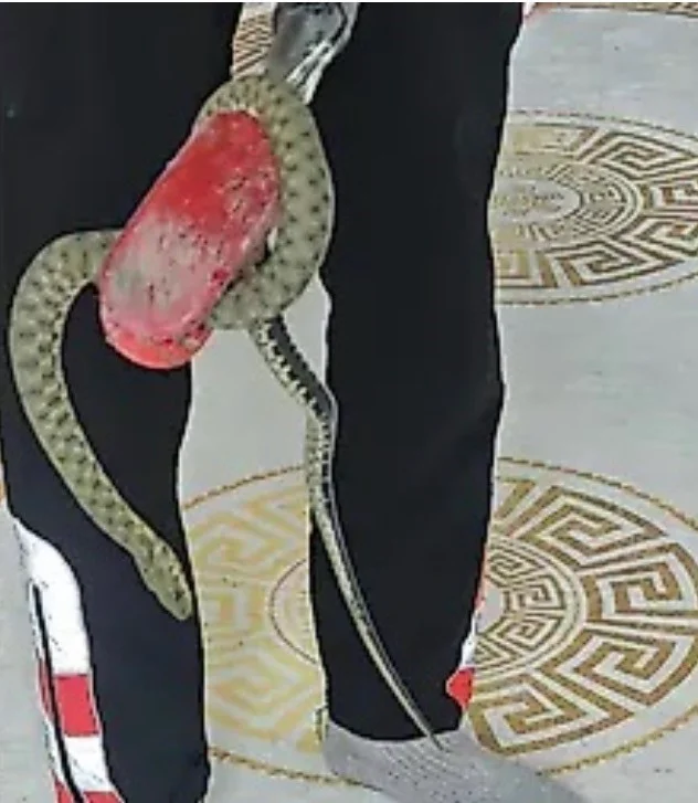 Siirt’te eve giren 1 buçuk metrelik yılan 3 saatte yakalandı