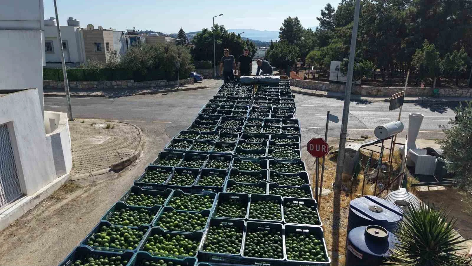Bodrum’da 104 üreticiden 62,5 ton yeşil mandalin alındı