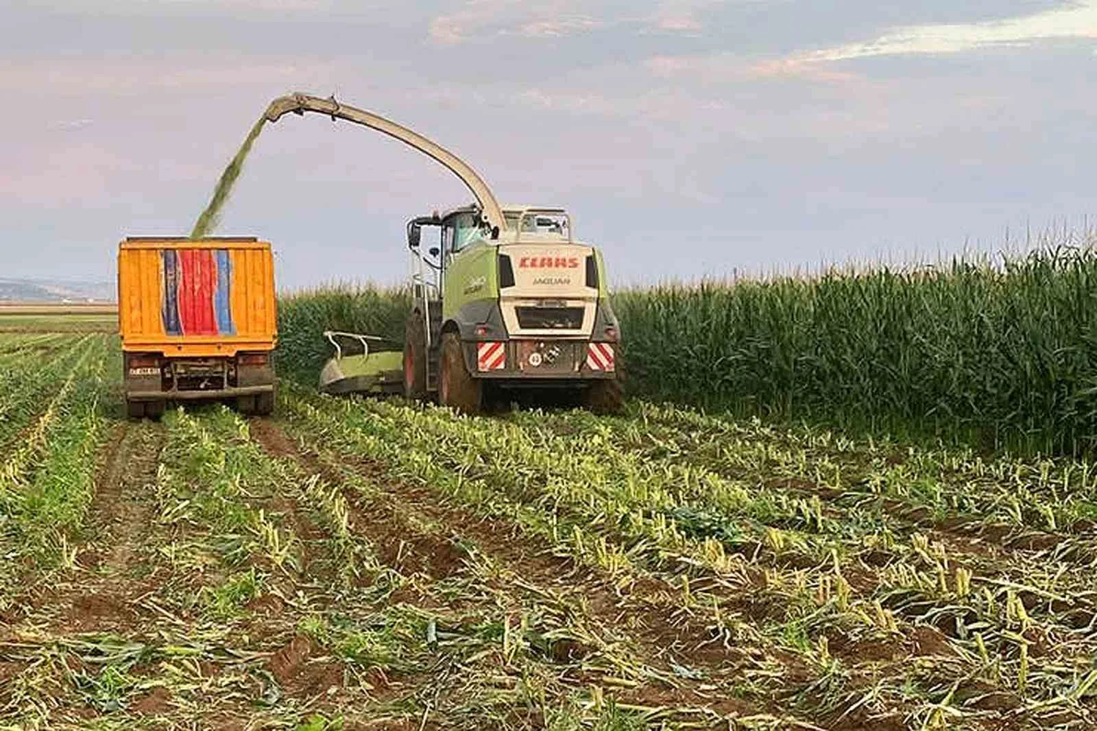 Araban Ovası’nda silajlık mısır hasadı başladı