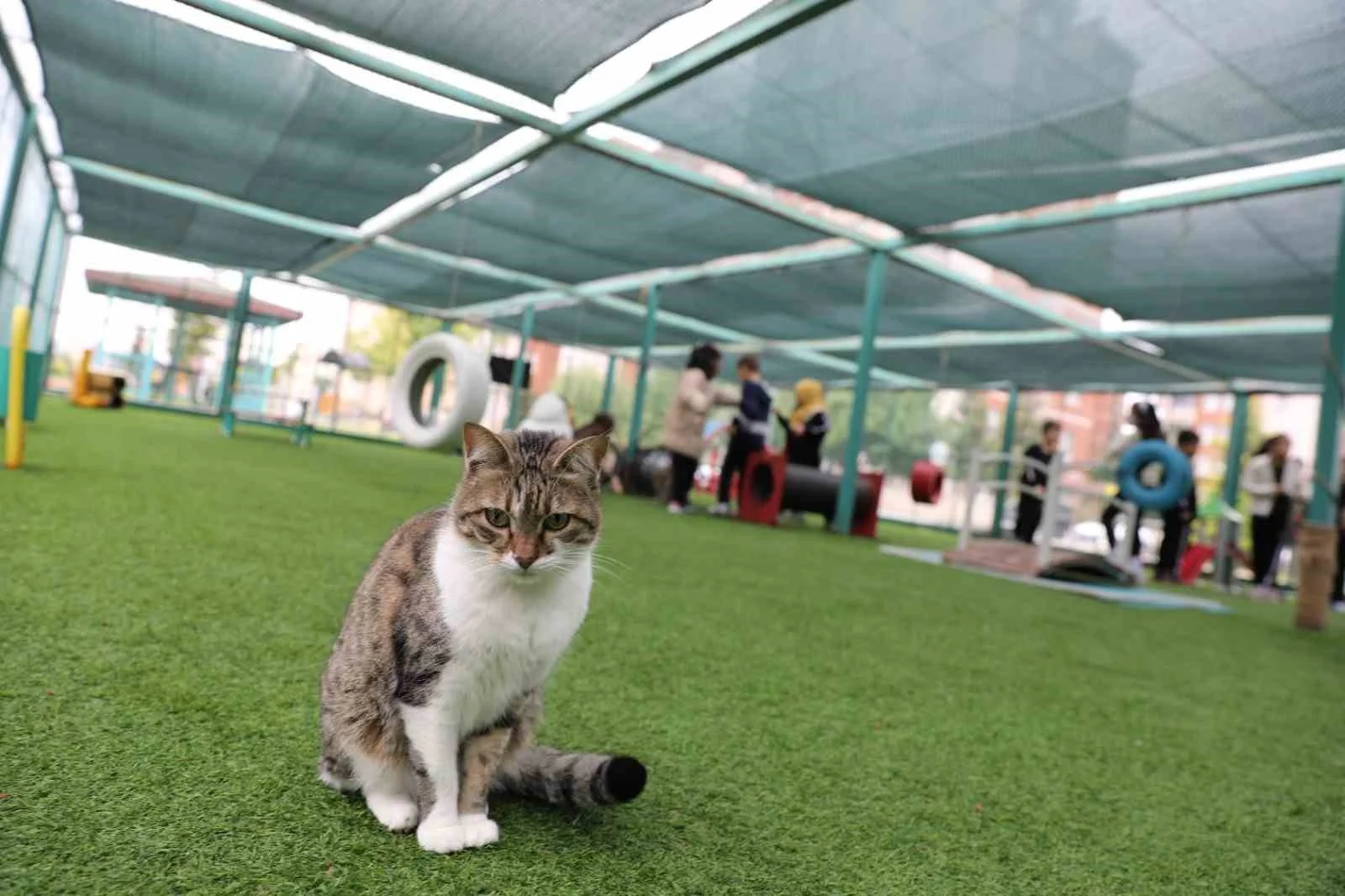 Kayseri’de ilk olan ‘Küçük Dostlar Kedi Kasabası’ ziyaretçi akınına uğruyor