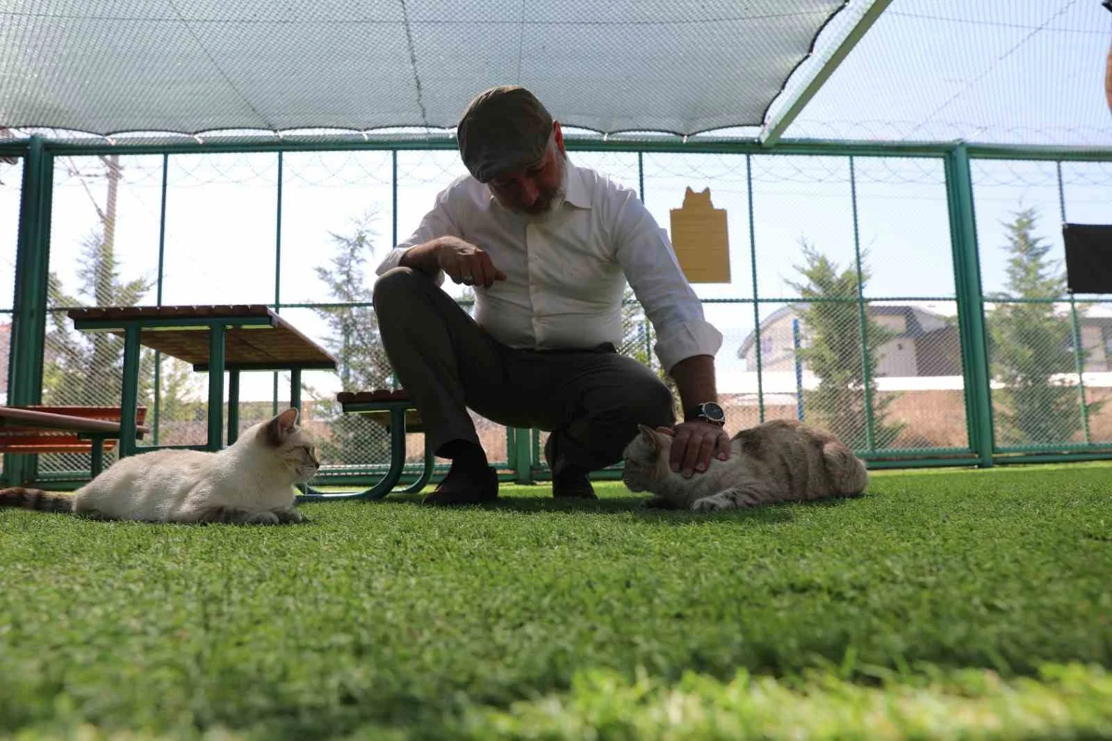 Kayseri’de ilk olan ‘Küçük Dostlar Kedi Kasabası’ ziyaretçi akınına uğruyor