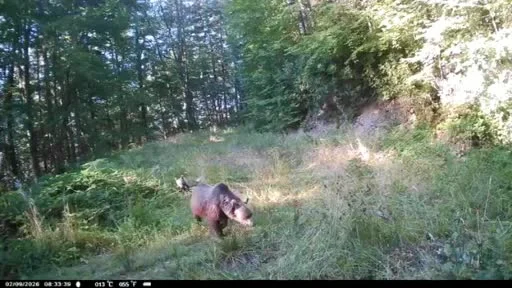 Minik ayılar annelerinin peşinden böyle koştu