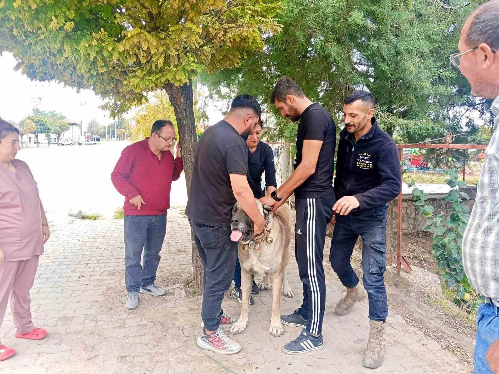 Başmakçı’da evcil hayvanlar kimliklendiriliyor