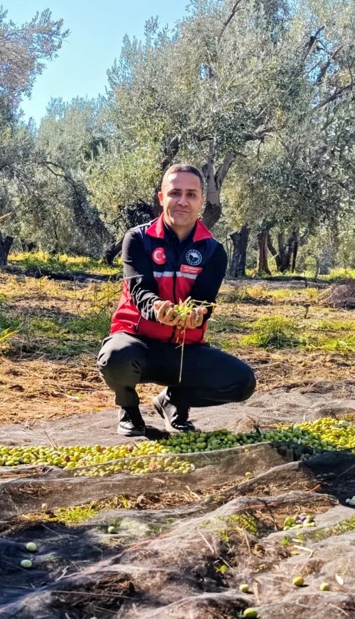 Gömeç’te zeytin hasadı devam ediyor