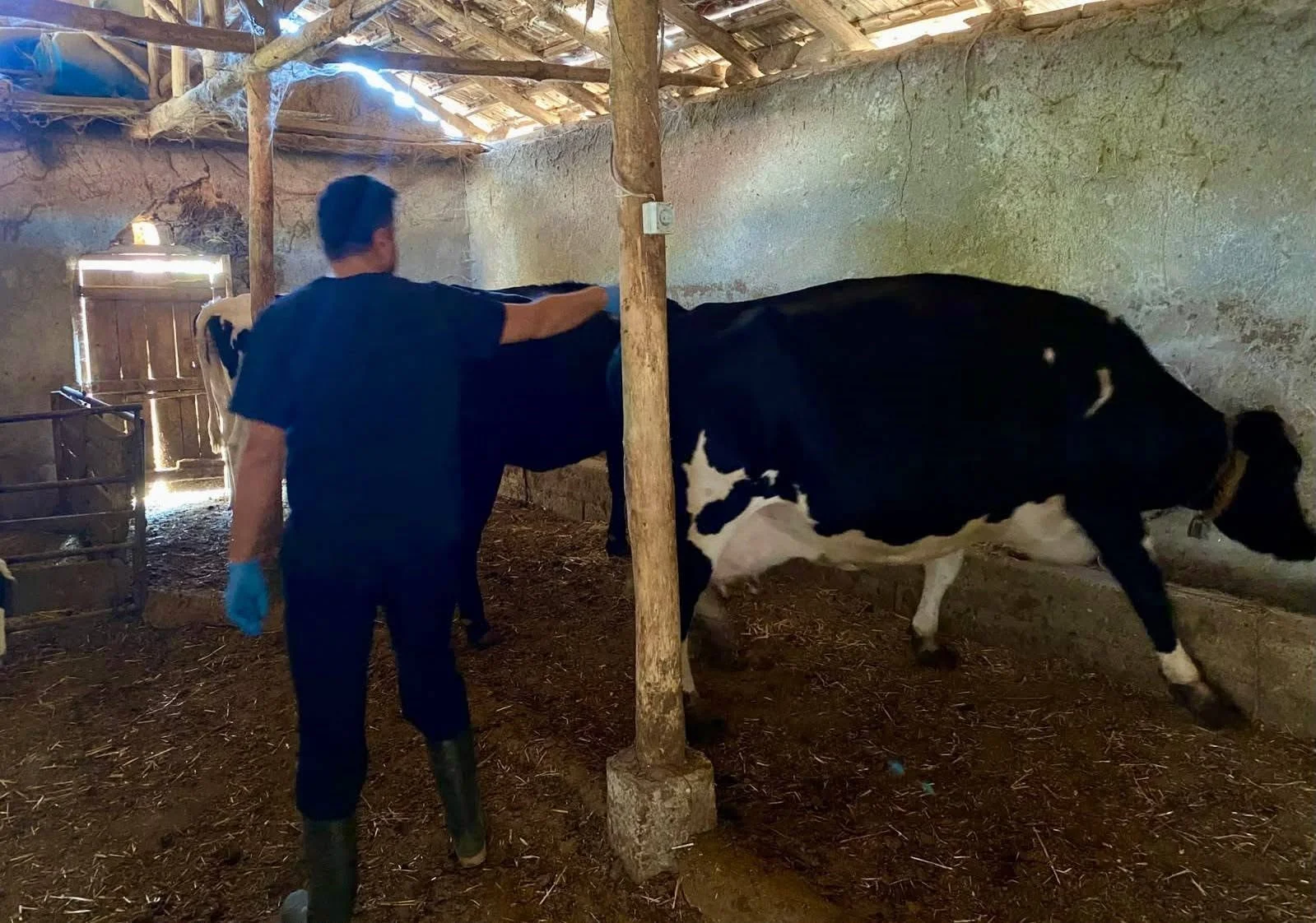 Hayvanlara yönelik şap aşılama çalışması başlatıldı