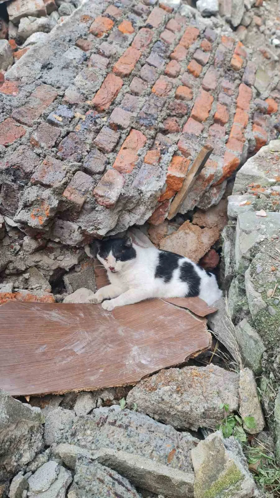 Zonguldak’ta enkazdan kurtarılan kedi tedavi altına alındı