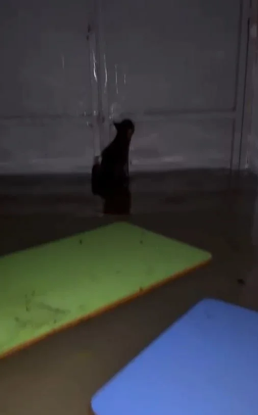 Su dolan okul lojmanından gelen sesi duydu, kediyi kurtarmak için içeri girdi