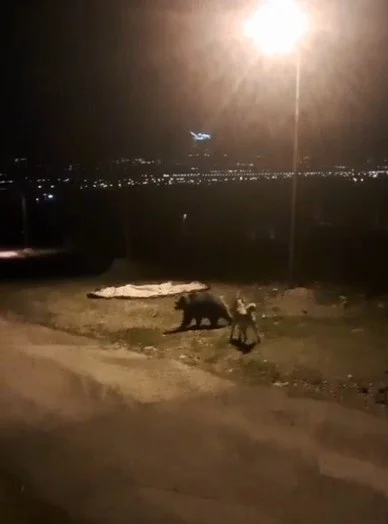 Tilkiler şehir merkezinde, ayılar köylerde görüldü