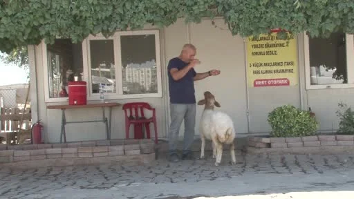 Şanlıurfa’da bekçi ile kuzunun sıradışı dostluğu hayrete düşürüyor