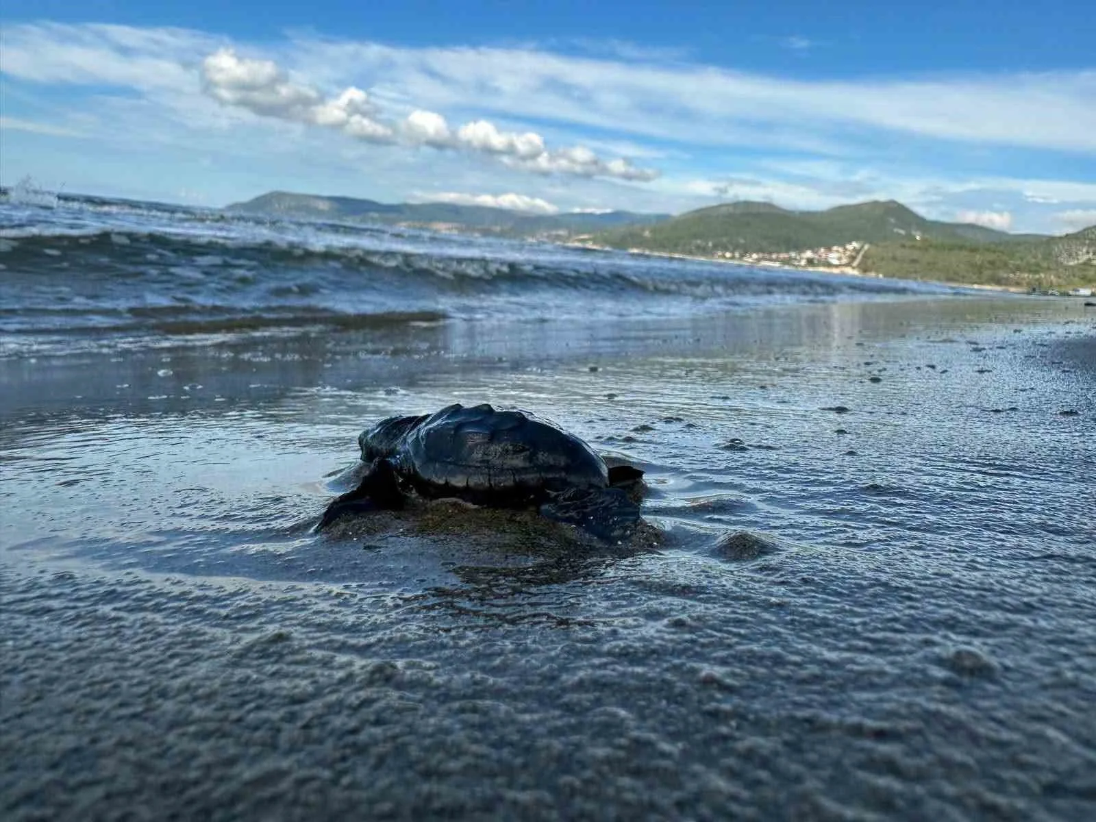 Aydın’da Caretta carettaların yavru çıkışları tamamlandı