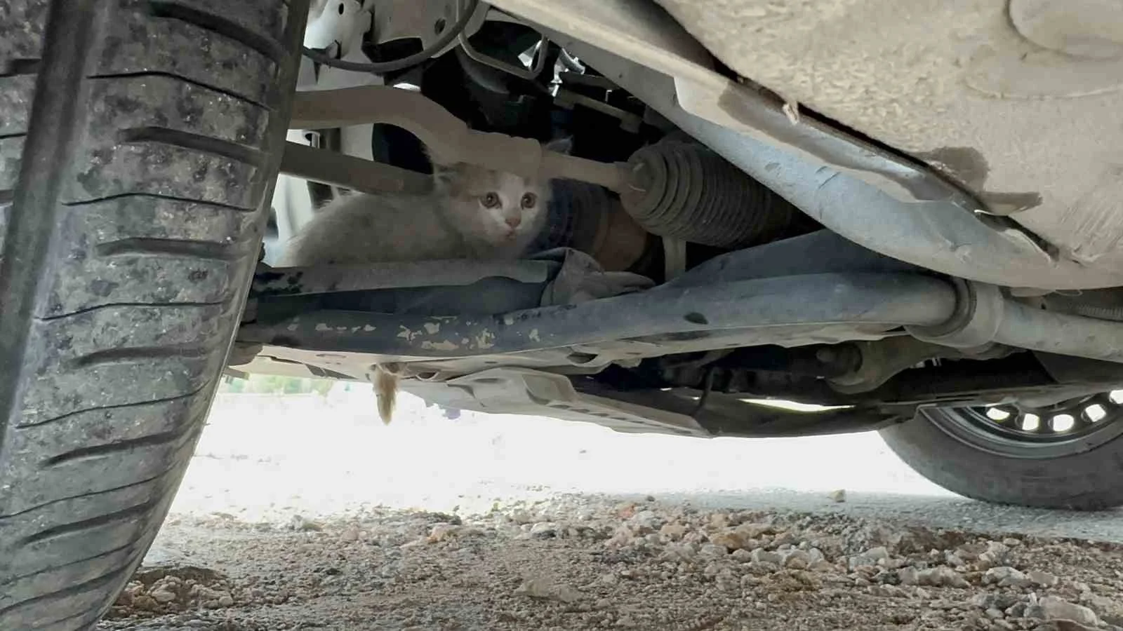 Aracın motor kısmına giren kedi uzun uğraşlar sonucu çıkartıldı