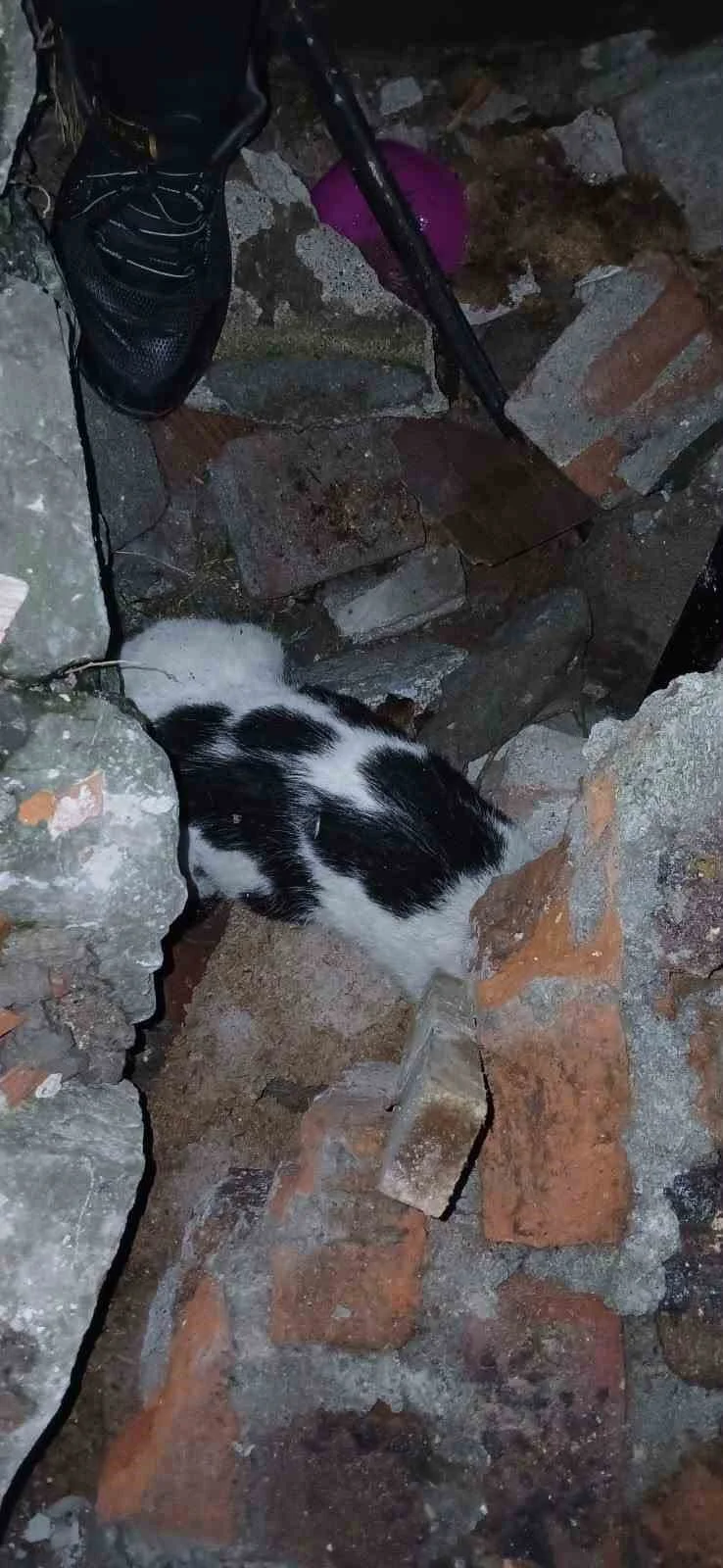 Zonguldak’ta enkazdan kurtarılan kedi tedavi altına alındı