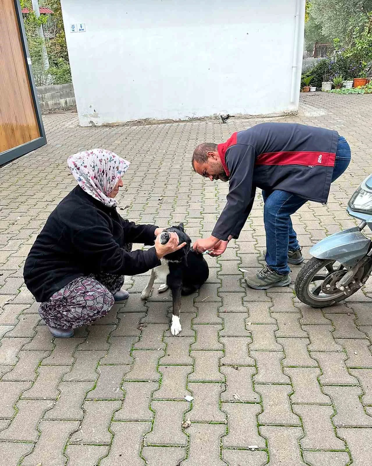 Ortaca’da kedi ve köpeklere kuduz aşısı