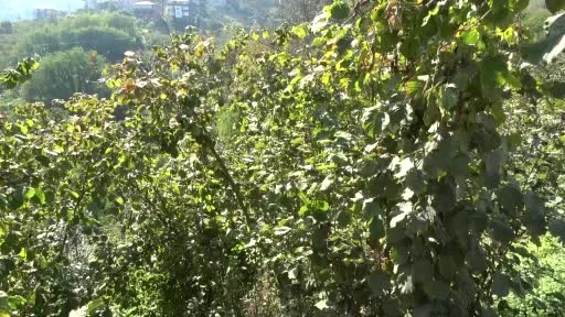 Trabzon’da kokarcaya karşı seferberlik sonuç veriyor, popülasyonu azalıyor