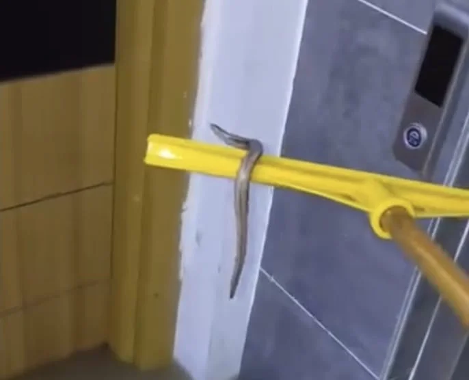 Arnavutköy’de su basan apartmanın bodrum katında yılan paniği