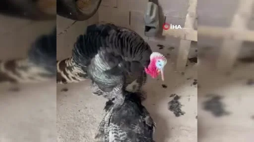 Erkek hindi, telef olan dişi hindinin başından bir an olsun ayrılmadı