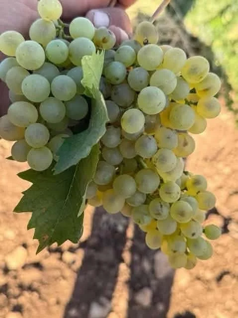 Erken yağmur üzümde çatlamalara neden oldu