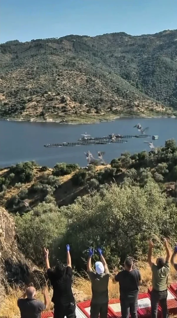 Aydın’da doğal yaşam alanlarına kınalı keklik salımı yapıldı