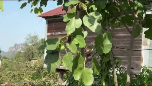 Giresun’da Uzgara incirinin hasadı sonbahar ve kışın da sürüyor