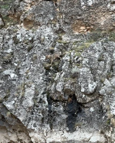 Erzincan’da kurtlarla yaban keçilerinin amansız mücadelesi kamerada
