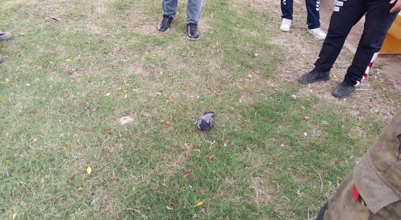 İskenderun’da ağaca takılan güvercin itfaiye ekiplerince kurtarıldı