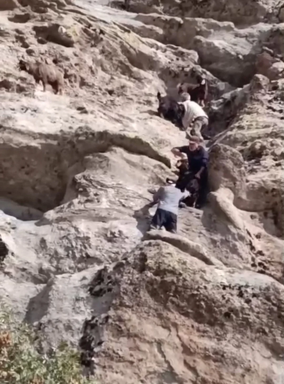 Tunceli’de 70 metre yükseklikte mahsur kalan keçiler kurtarıldı