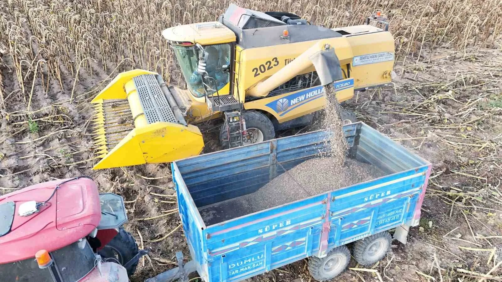 Tomarza’da ayçiçeği hasadı başladı
