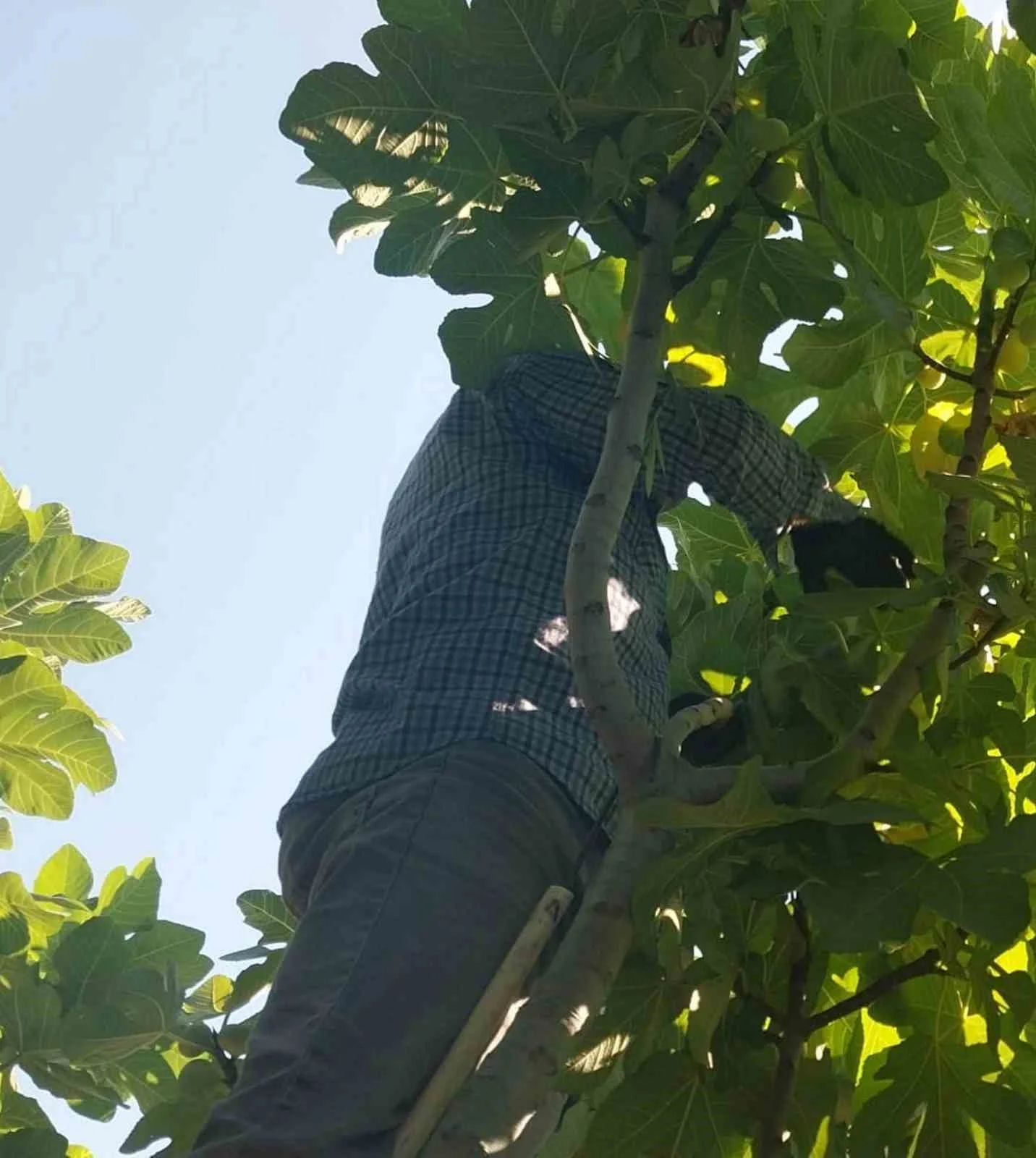Mersin’de incir sezonu sona erdi, üreticisinin yüzü güldü
