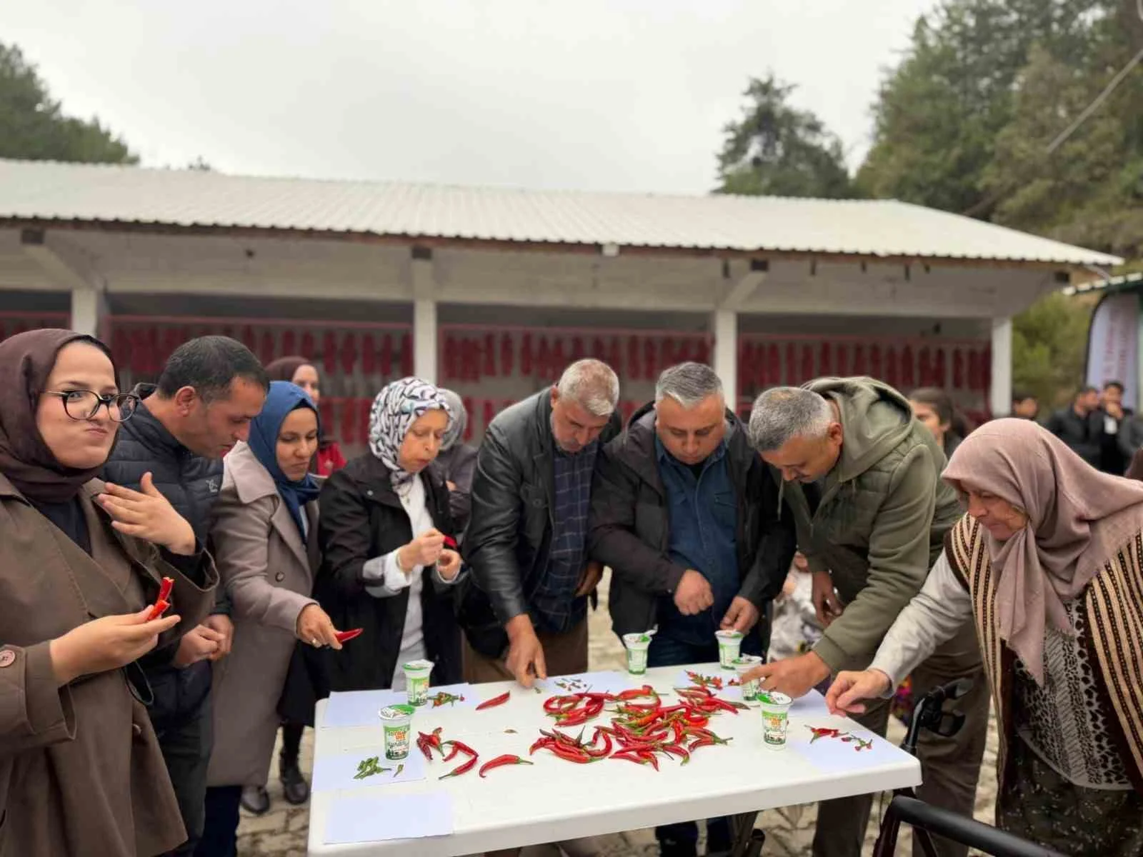 Ünlü Çukurören acı biberi yiyerek yarıştılar