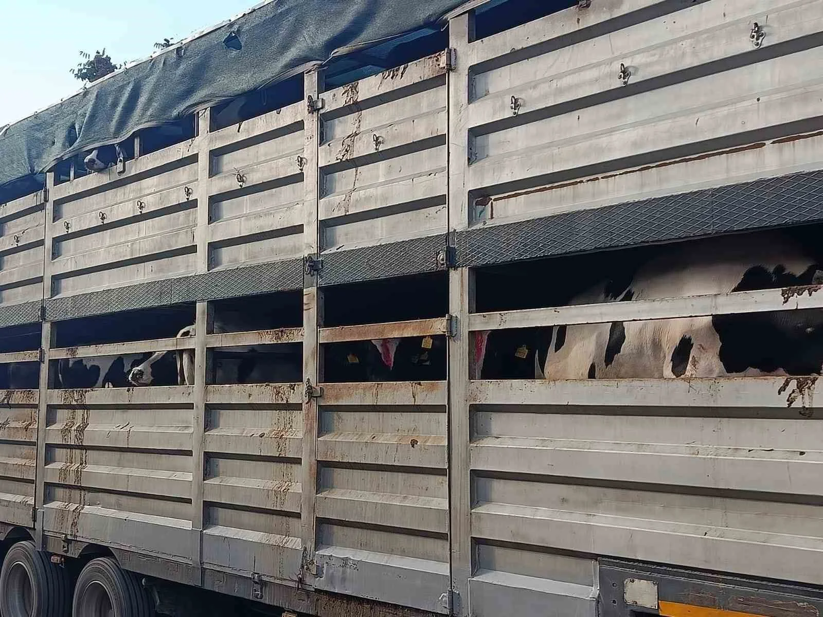 Gedizli üreticilere 95 damızlık büyükbaş hayvan dağıtıldı