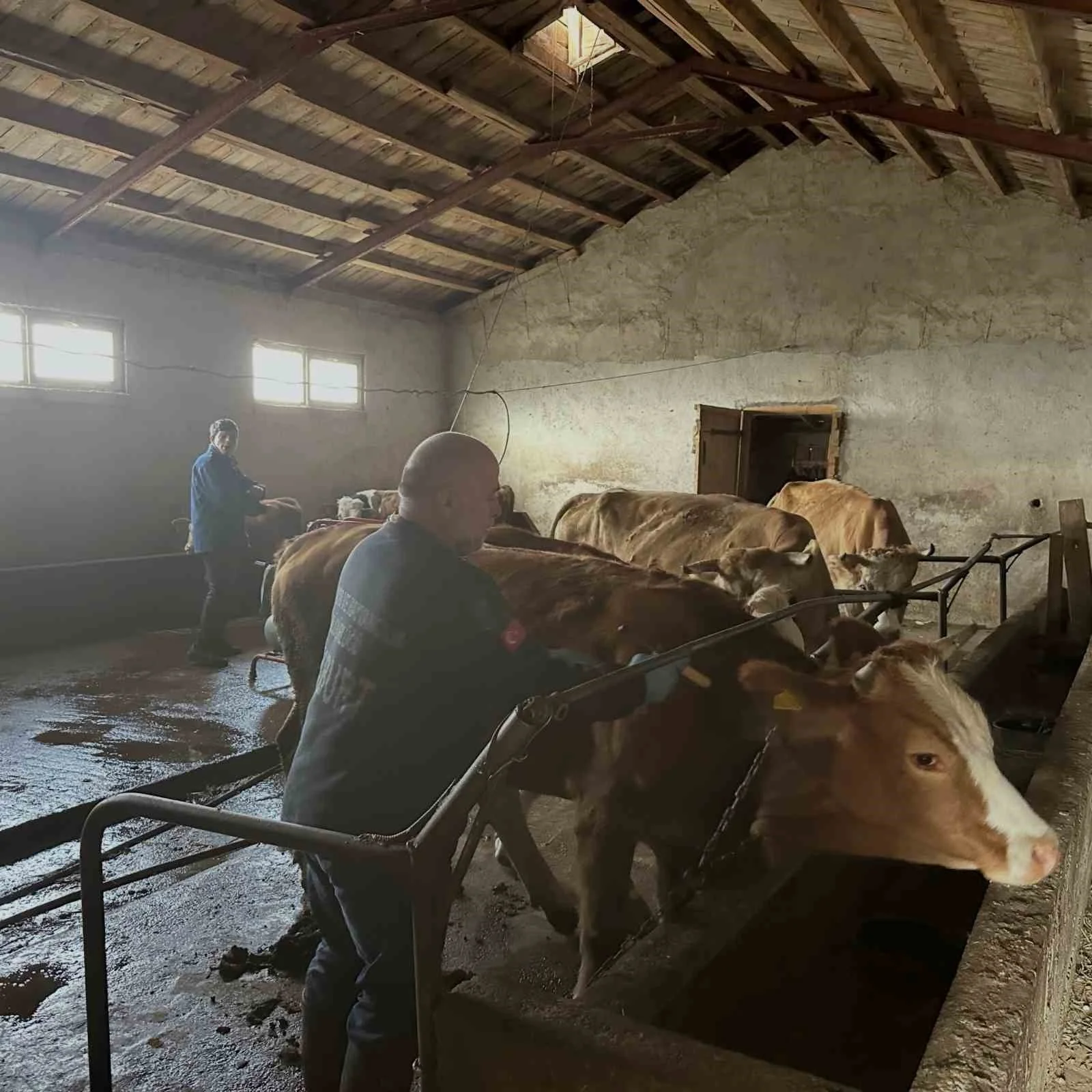 Aydıntepe’de şap aşılama çalışmaları 13 köyde tamamlandı