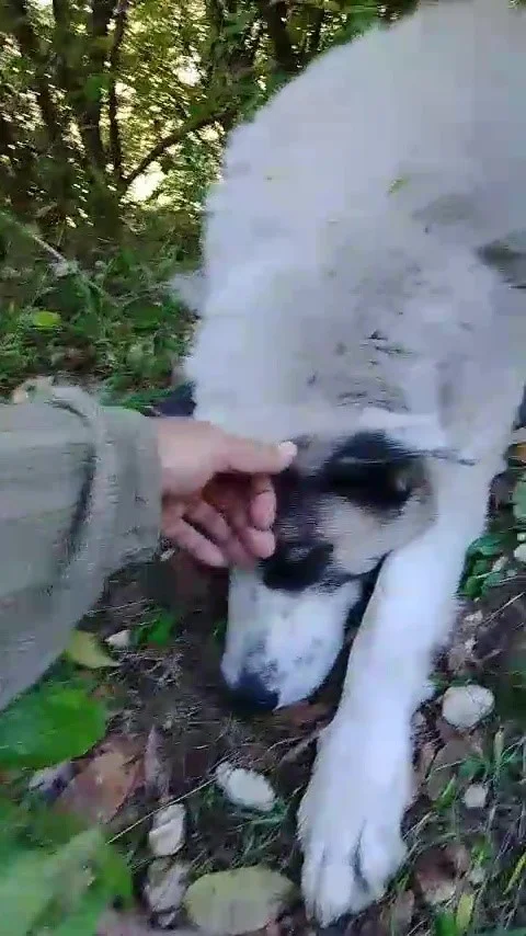 Ormanda tuzağa yakalanan köpeği arama kurtarma ekipleri kurtardı