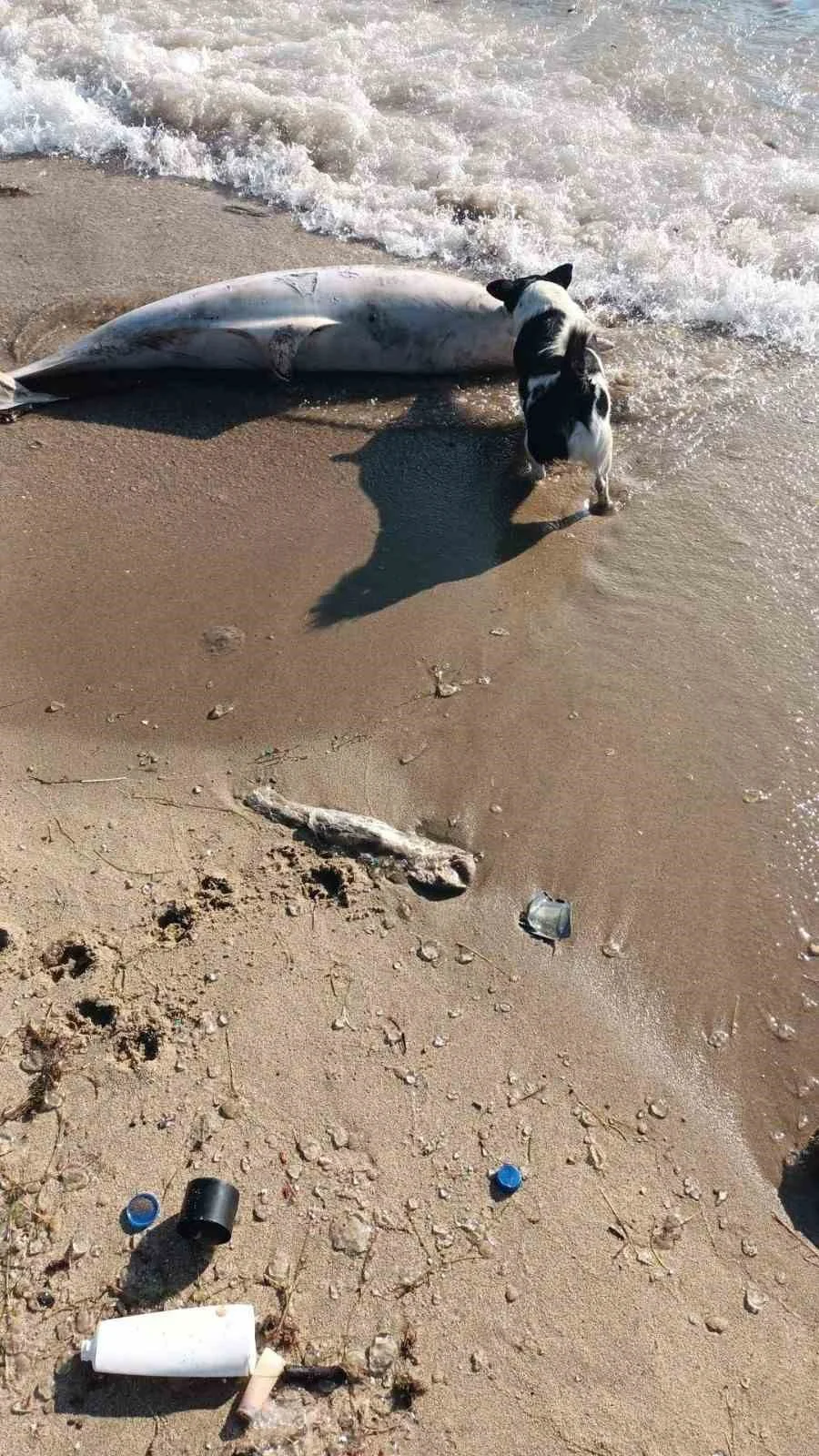 Sinop’ta ölü yunus kıyıya vurdu