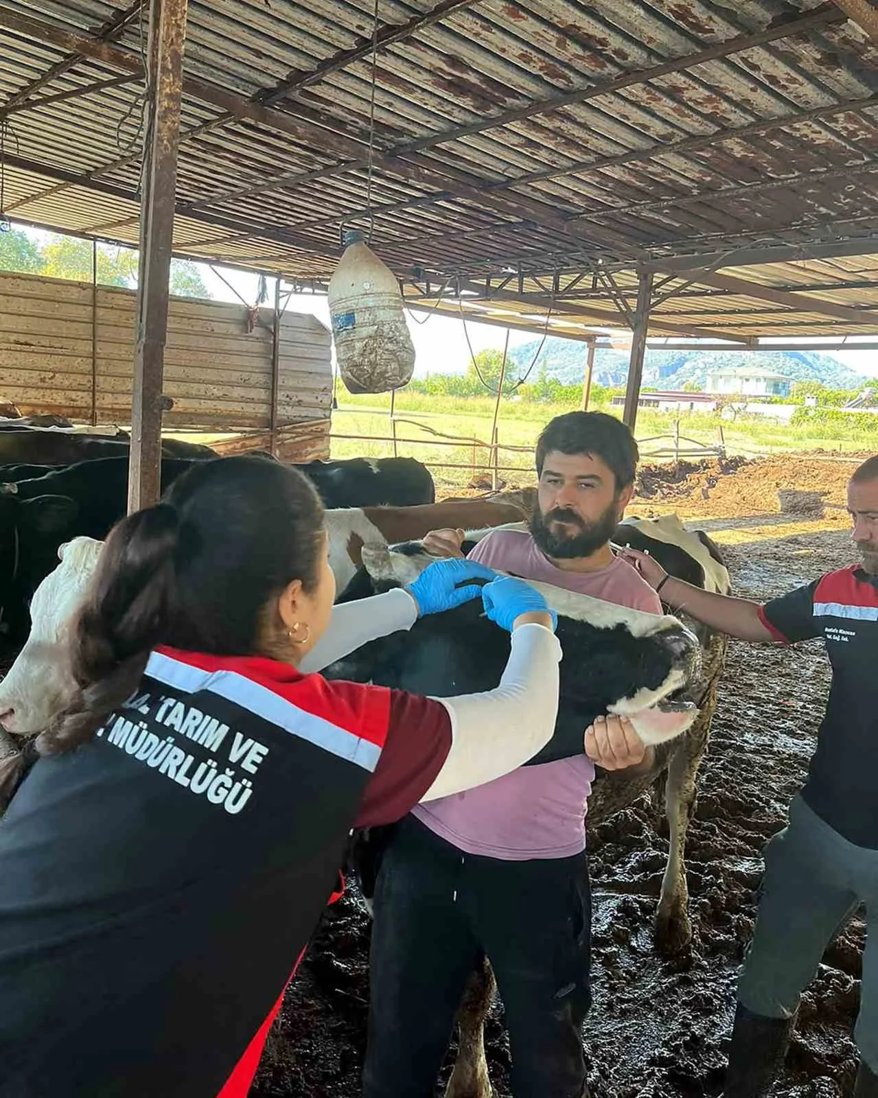 Ortaca’da Şap ve Brucella aşılama çalışması devam ediyor