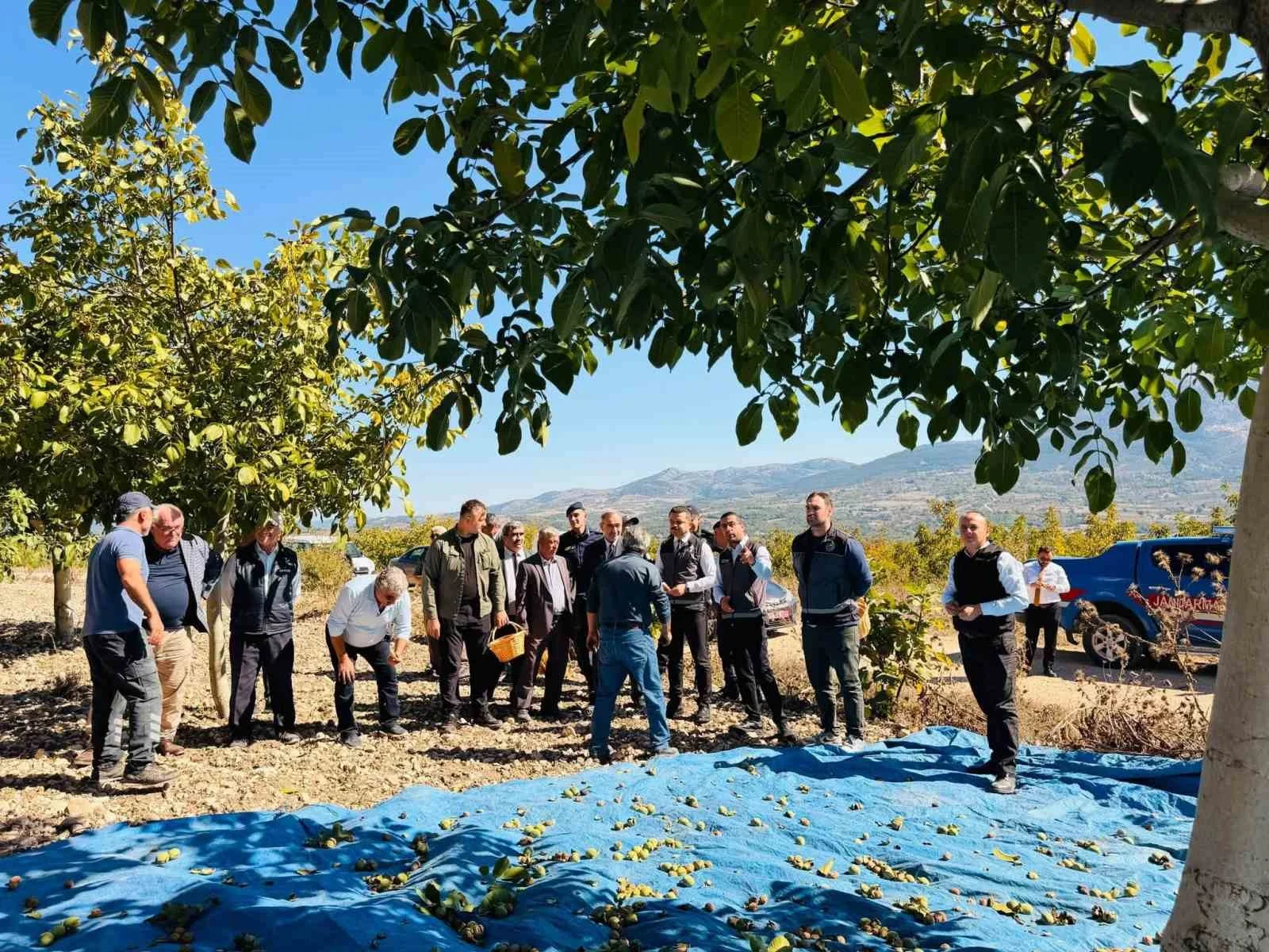 Gölpazarı’nda ceviz hasadı başladı