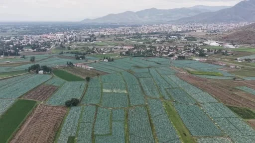 Muş Ovası’nda lahana hasadı başladı: 165 milyon liralık katkı bekleniyor